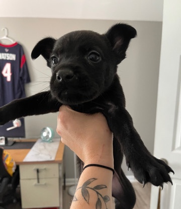 Belgian Shepherd Dog (Malinois) – pest for rehome