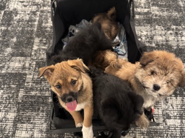 Shiba Inu – Shiba inu poodles – Taylorsville