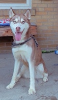 Siberian Husky – Skyblue Red Female Husky