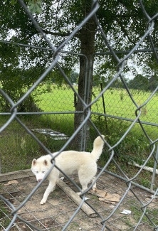 Labrador Husky – huskey white