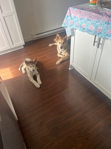 Siberian Husky – 2 male puppies