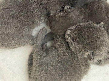 Russian Blue – Chatons bleu russes – Matzenheim