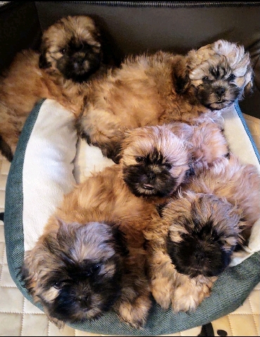 Shih Tzu – shih tzu for sale