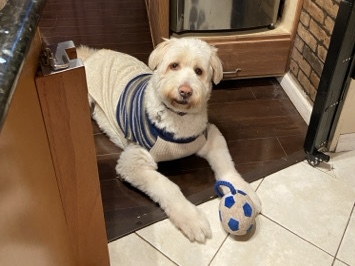Poodle – Rehome Lucas