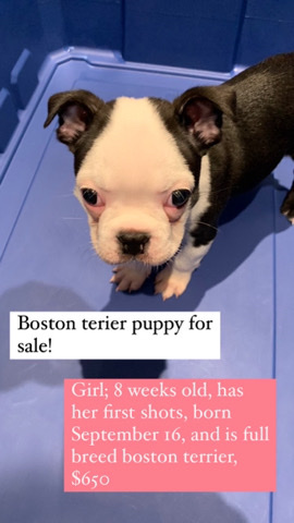Boston Terrier – Find wanda a home!