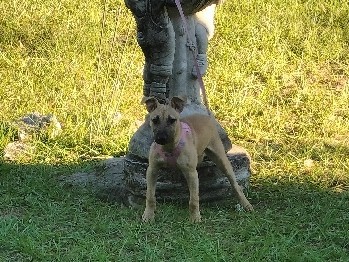 American Pit Bull Terrier – Puppy looking for new home – Jacksonville