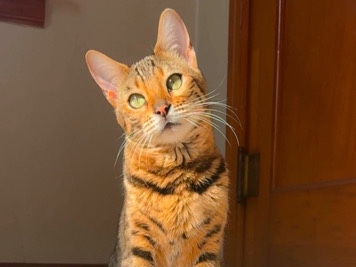 Female Bengal Looking ForA Loving Home 