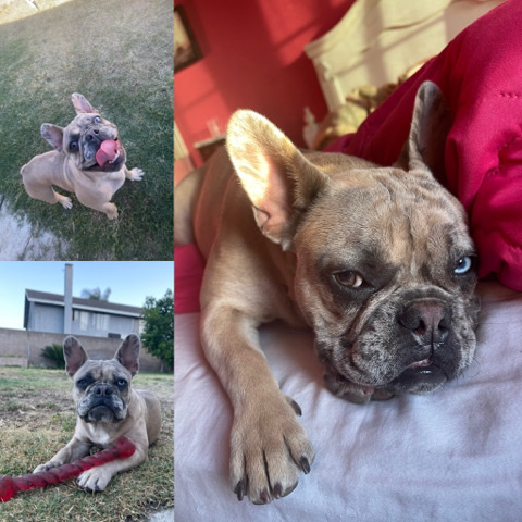 French Bulldog – REHOME Frenchie