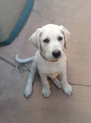 Labrador Retriever – Labrador Puppy Male