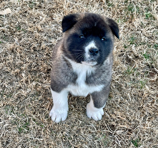 Akita Pups (Diamond)