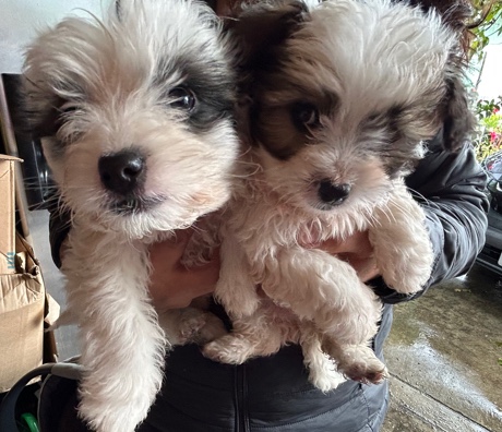 Maltese – 2 month old maltipoo