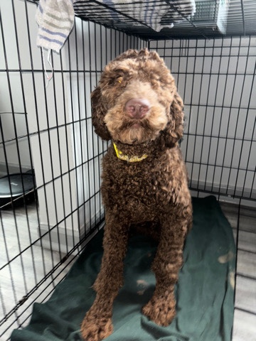 Poodle – Standard Poodle