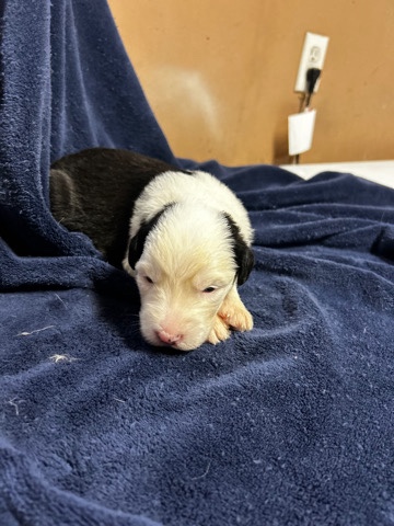 Dixie St. kennels Tennessee