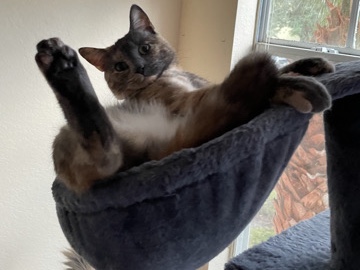 American Shorthair – Affectionate 3-Year-Old American Shorthair Cat – Daytona Beach – Daytona Beach