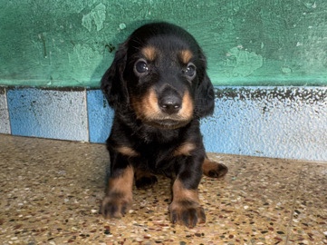 Dachshund – Male Dachshund Puppy ❤️ – Chennai