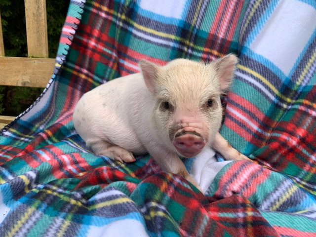 pig – miniature pig baby pet pigs juliana cute
