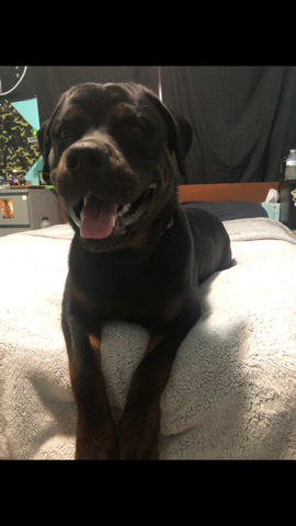 Rottweiler – find a home