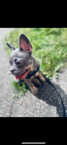 French Bulldog – French bulldog