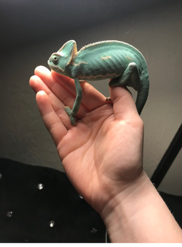 chameleon – Veiled Chameleon