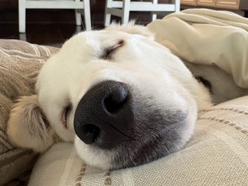 Great Pyrenees – Leo – Leesburg
