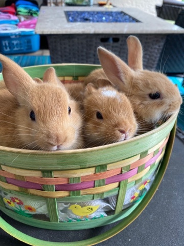 Cute Baby Bunnies for Sale