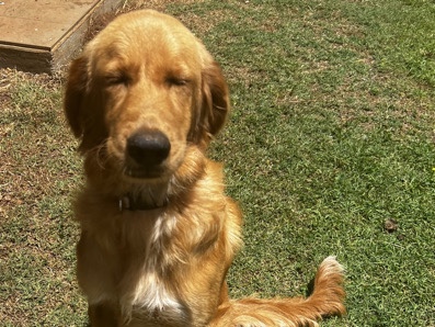 Maremma Sheepdog - Maremma x Irish Settler available for adoption in Brisbane