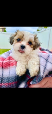 Shih Tzu – Jack Tzu Designer Pup