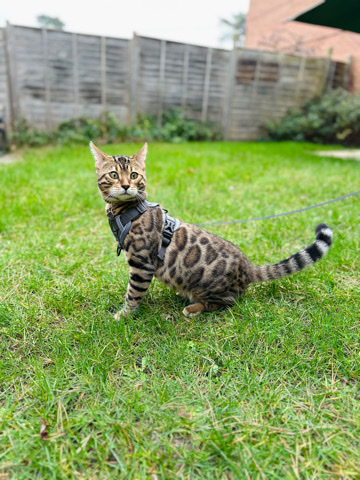 Bengal – Male 8 Months 😻