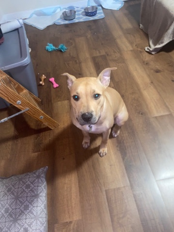 American Pit Bull Terrier – shyla is in need of a loving big family.