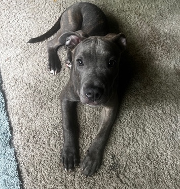 American Pit Bull Terrier – Chosen