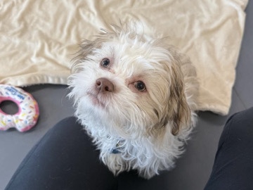 Shih Tzu – Toby - – Cicero