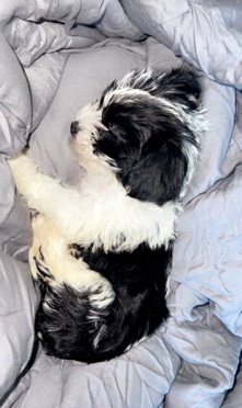 Yorkshire Terrier – yorkiepoo