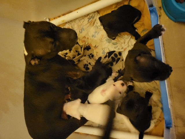 Staffordshire Bull Terrier – For beautiful staffy puppies for sale