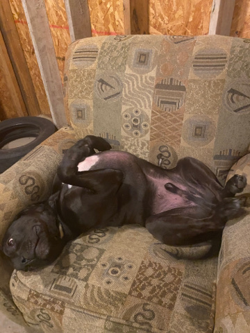 American Pit Bull Terrier – Pitty + Labradoodle mix (Rehome)