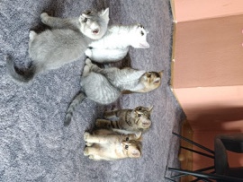 British Shorthair – bkh kitten – Bruchköbel