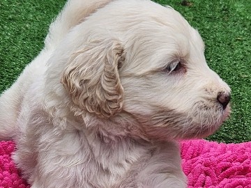 Goldendoodle – Adorable golden doodles!! – Cedar Grove