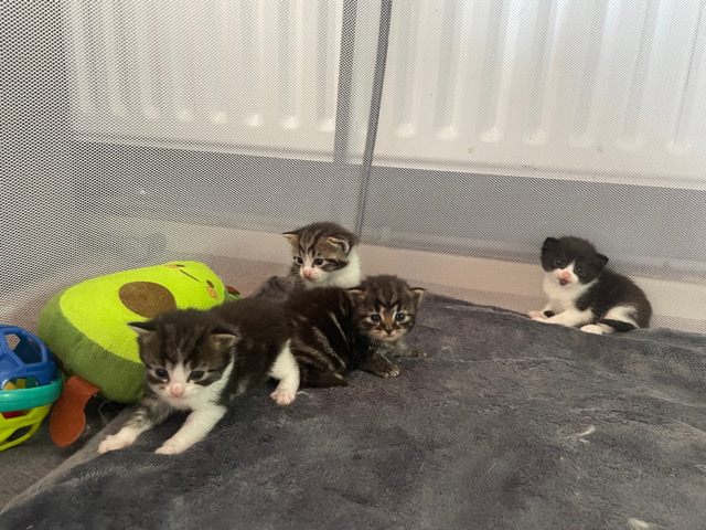 British Shorthair – 4 gorgeous boys for sale