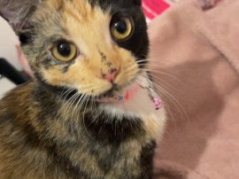 Affectionate Mixed Breed Cat for Rehoming – 10 Months Old – Northampton