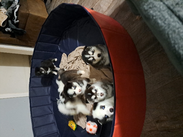 Siberian Husky – Siberian husky/malmute puppies for sale
