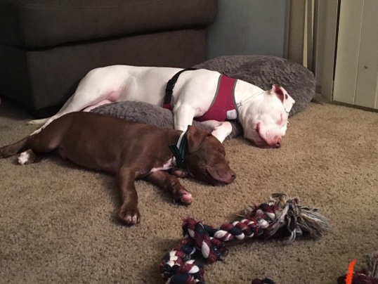 American Pit Bull Terrier – loving Bear Bear – Riverview