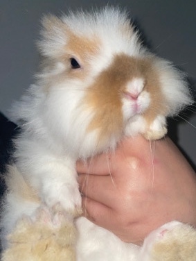 Lionhead – new home asap