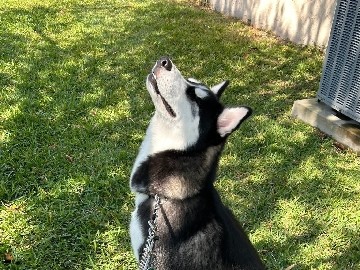 Siberian Husky – Rehome/Selling – Stuart