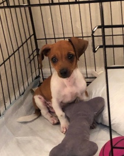 Dachshund – Mini Dachshund for sale