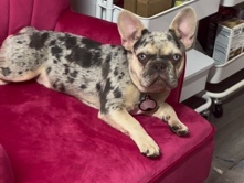 French Bulldog – Frenchie AKC registered – Fort Worth