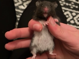 Hamster – baby Syrian female hamster – Consett