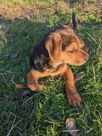 Rottie Mix