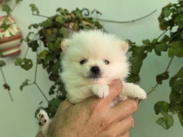 Pomeranian – pomerania blancos – Mataró