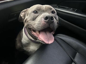 American Pit Bull Terrier – sweet abandoned dog needs home – Indianapolis