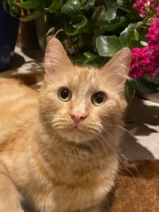 American Shorthair – Sweet Female Orange Cat Needs Loving Home