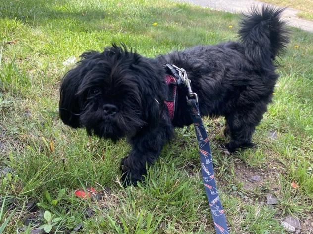 9 month old Shih Tzu looking for loving home